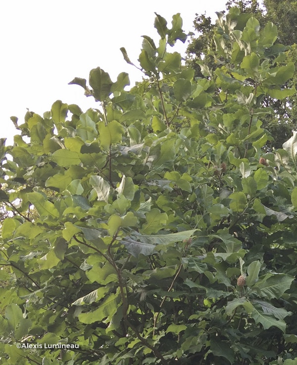 Photo Magnolia macrophylla