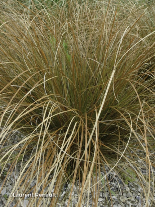 Photo Carex testacea