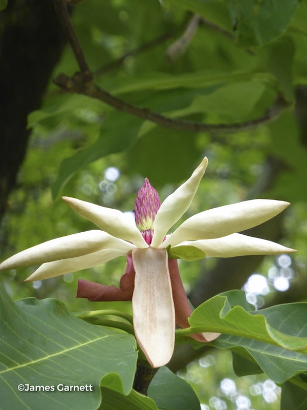 Photo Magnolia tripetala