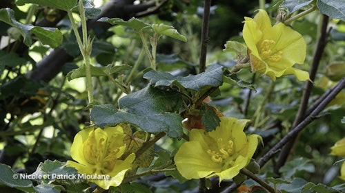 Photo Fremontodendron californicum