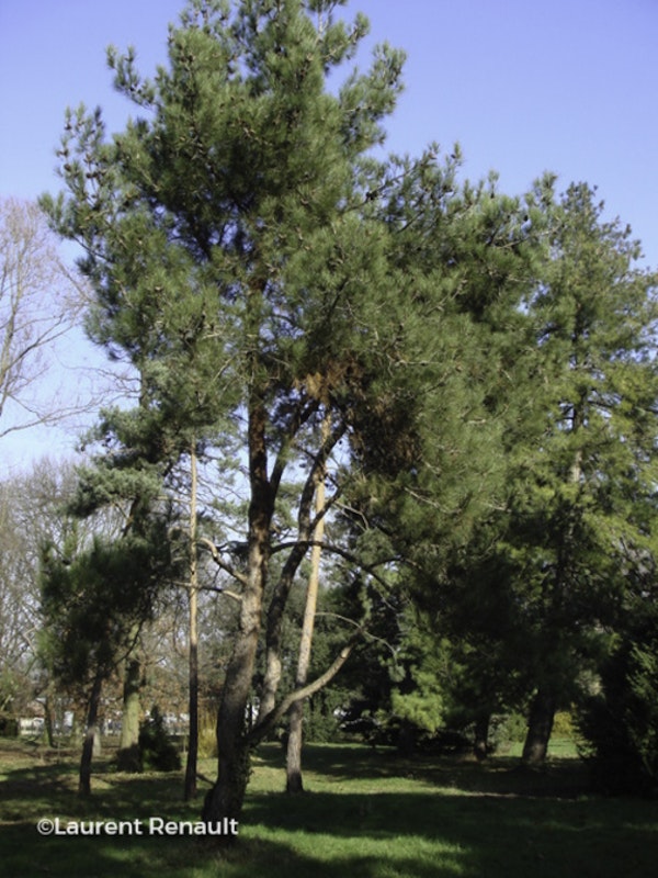 Photo Pinus halepensis