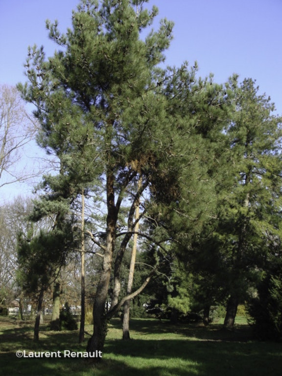 Image de Pinus halepensis