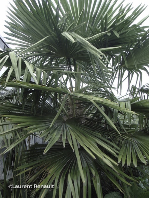 Photo Trachycarpus fortunei
