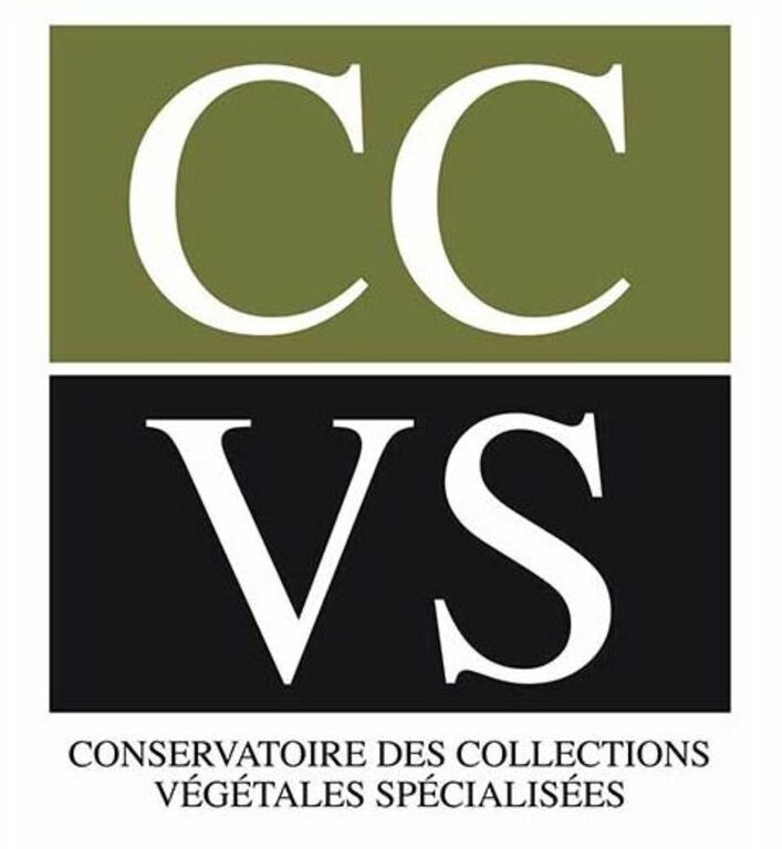 Logo CCVS