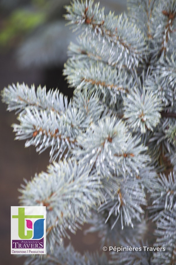 Photo Picea pungens 'Koster'