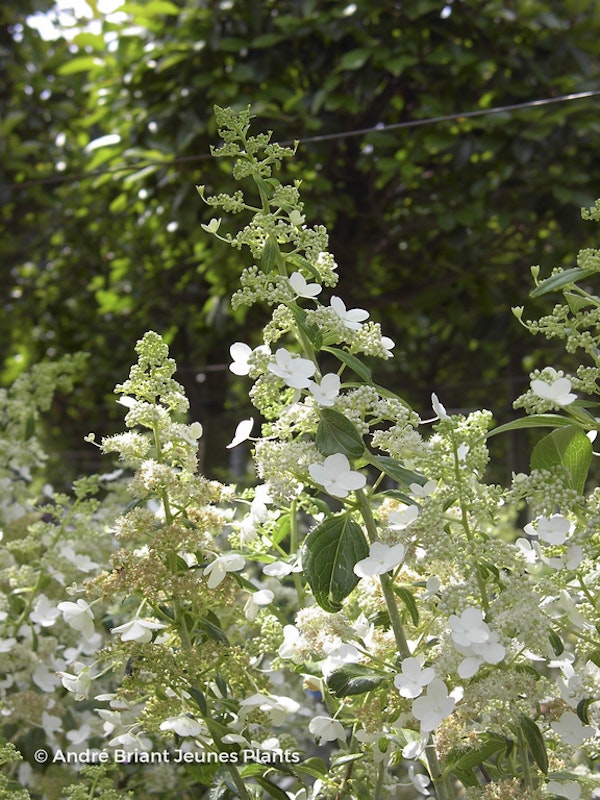 Photo Hydrangea paniculata 'Kyushu'