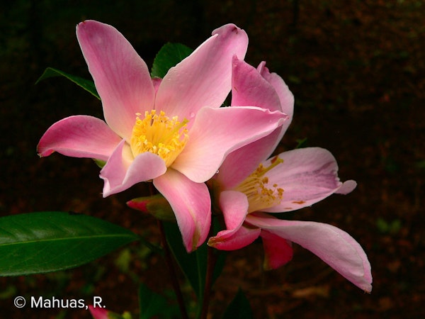Photo Camellia x williamsii 'Tulip Time'