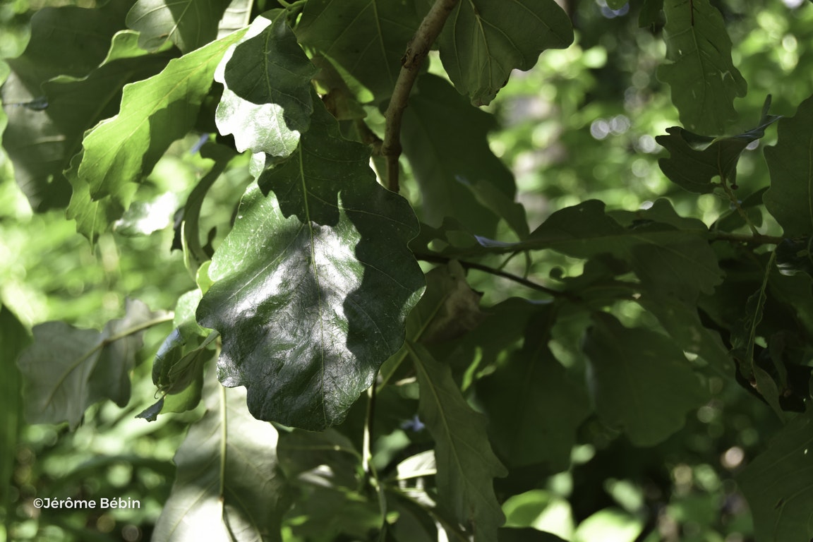 Image de Quercus bicolor