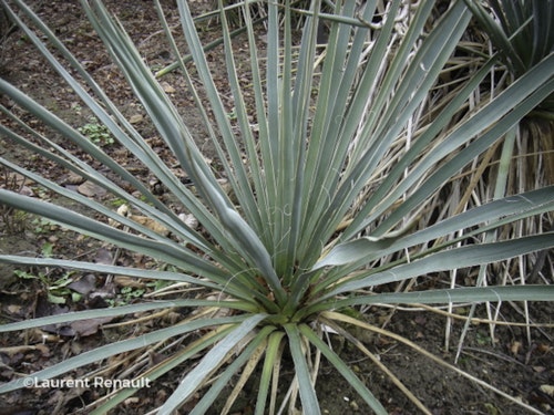 Photo Yucca filamentosa