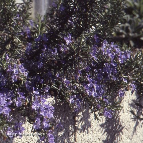 Photo Salvia rosmarinus ( Prostrata Group )