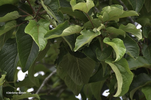 Photo Populus lasiocarpa