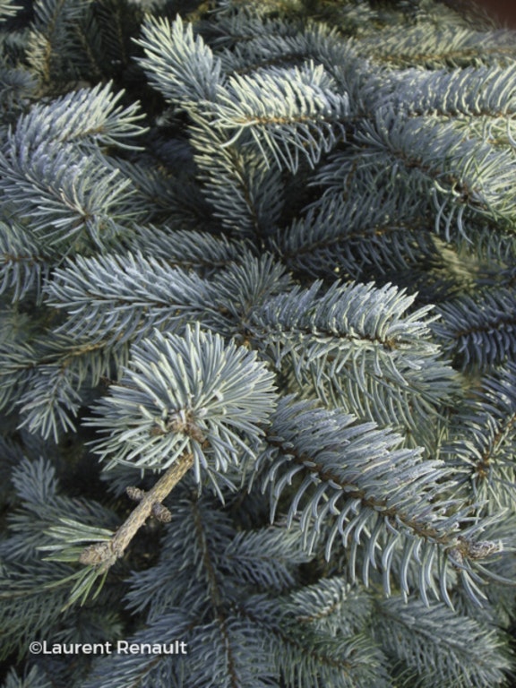 Image de Picea pungens 'Koster'