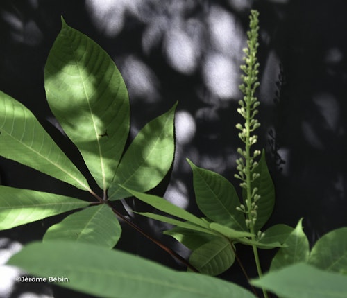 Photo Aesculus parviflora