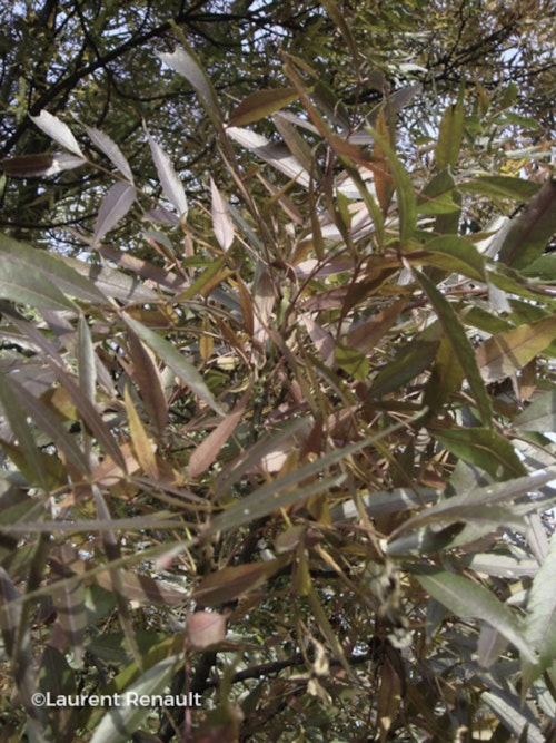 Photo Fraxinus angustifolia 'Raywood'
