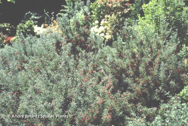 Photo Grevillea rosmarinifolia