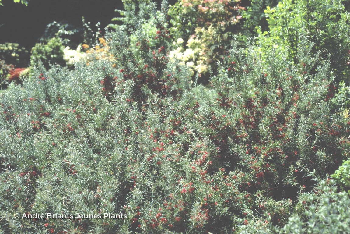 Image de Grevillea rosmarinifolia