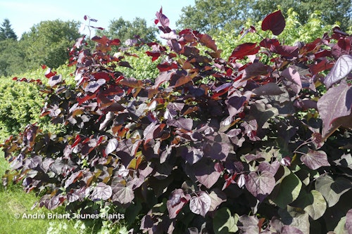 Photo Cercis canadensis 'Forest Pansy'