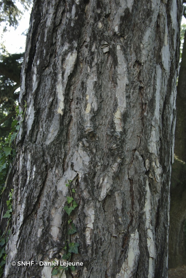 Photo Pinus nigra