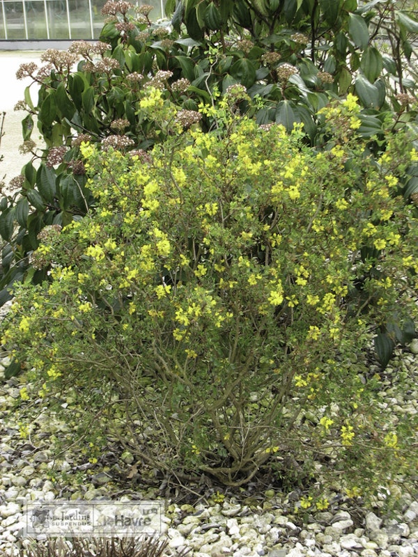 Photo Coronilla valentina subsp. glauca