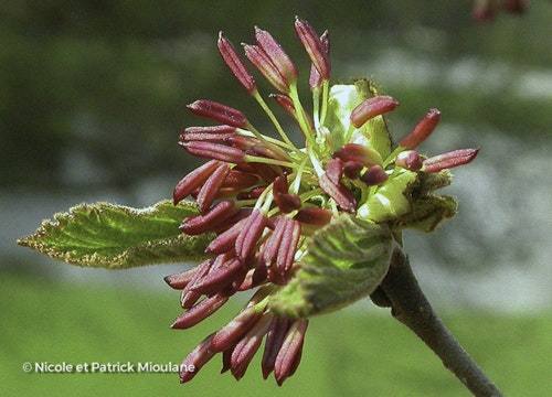 Photo Parrotia persica