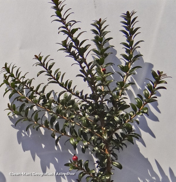 Photo Myrtus communis subsp. tarentina