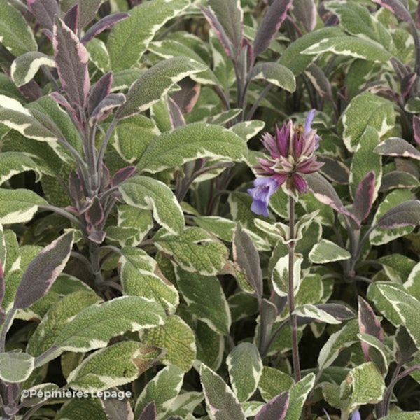 Photo Salvia officinalis ( Variegated Group ) 'Tricolor'