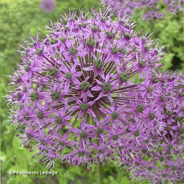 Photo Allium hollandicum 'Purple Sensation'