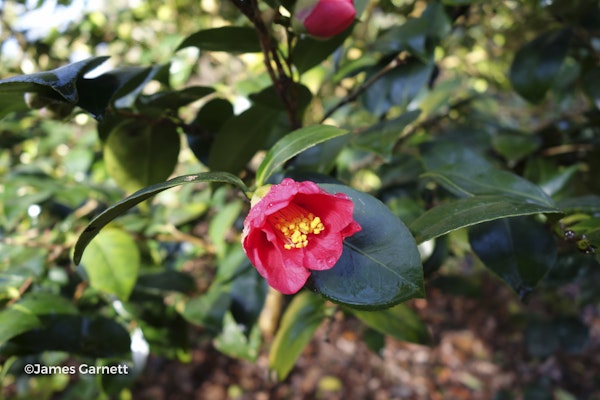 Photo Camellia japonica