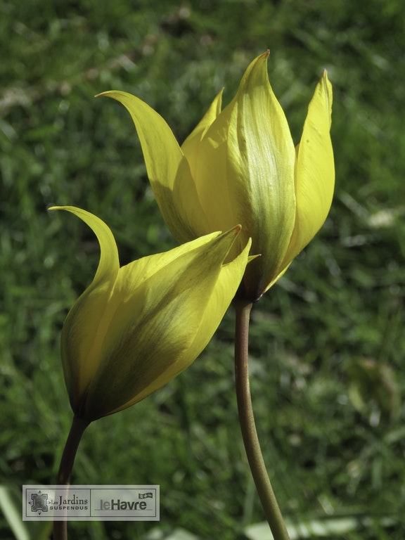 Image de Tulipa sylvestris