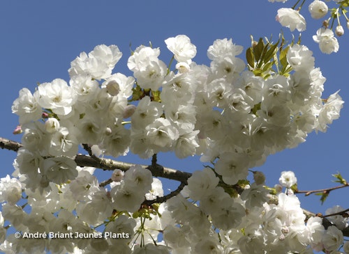 Photo Prunus serrulata 'Shirotae'