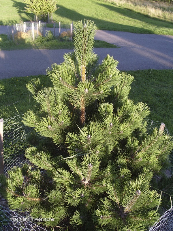 Photo Pinus thunbergii