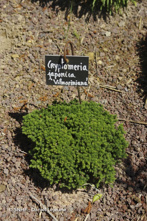 Image de Cryptomeria japonica 'Vilmoriniana'