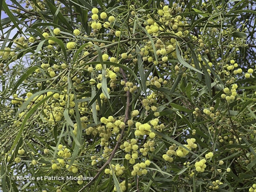 Photo Acacia retinodes