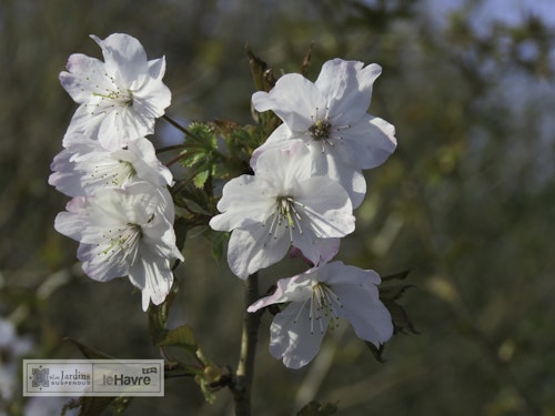 Photo Prunus x subhirtella