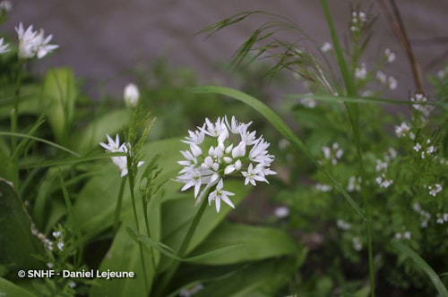 Photo Allium ursinum