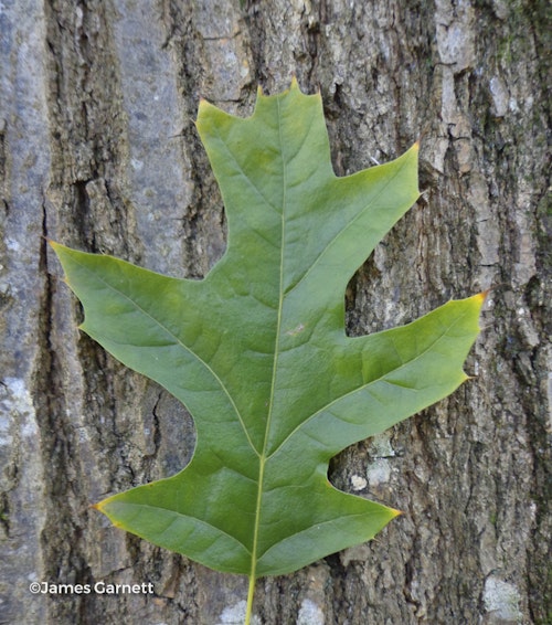 Photo Quercus shumardii