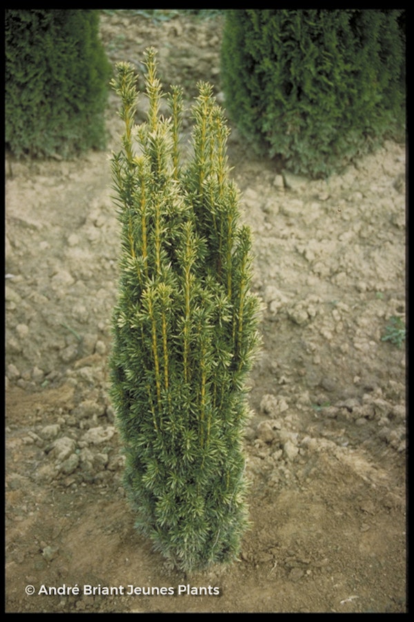 Photo Taxus baccata ( Fastigiata Aurea Group )