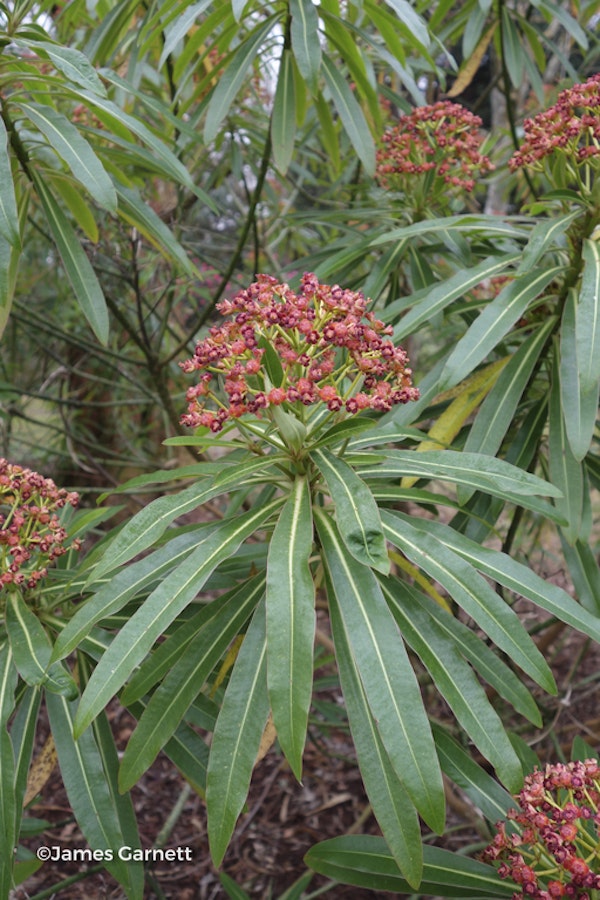 Photo Euphorbia mellifera