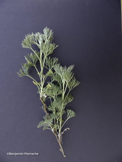 Photo Artemisia abrotanum