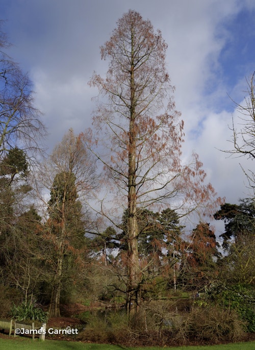 Photo Metasequoia glyptostroboides