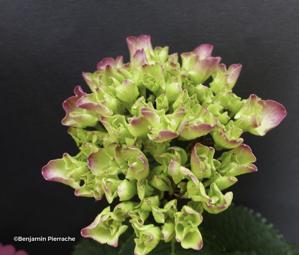 Photo Hydrangea macrophylla 'Leuchtfeuer'
