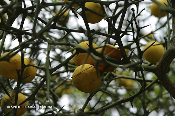Photo Citrus trifoliata