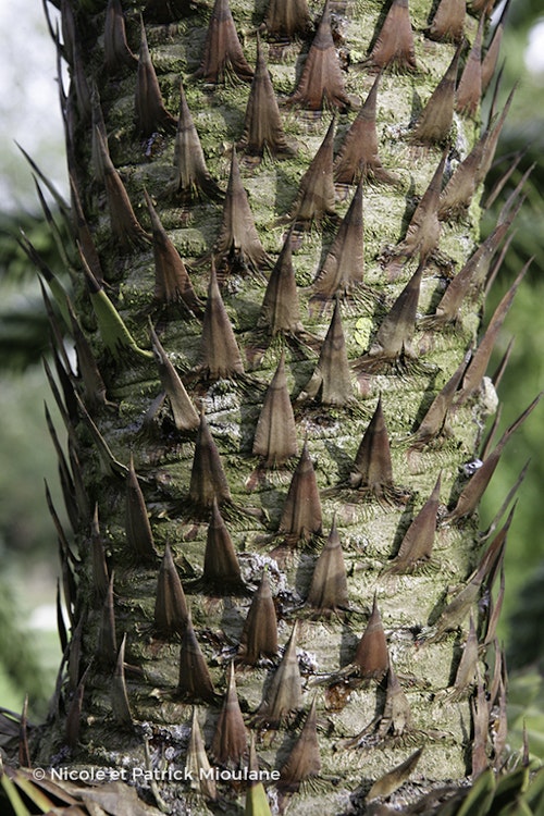 Photo Araucaria araucana