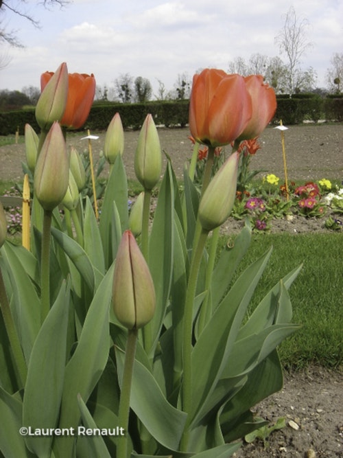 Photo Tulipa 'Parade'
