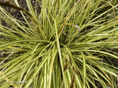 Photo Carex oshimensis 'Evergold'