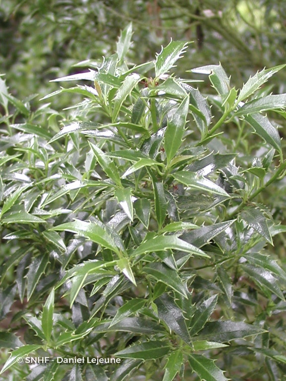 Image de Ilex aquifolium 'Myrtifolia'
