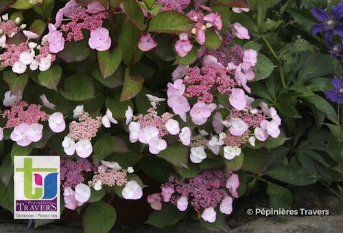 Photo Hydrangea macrophylla 'Dolgip' DOLCE® GIPSY ( DOLCE® series )