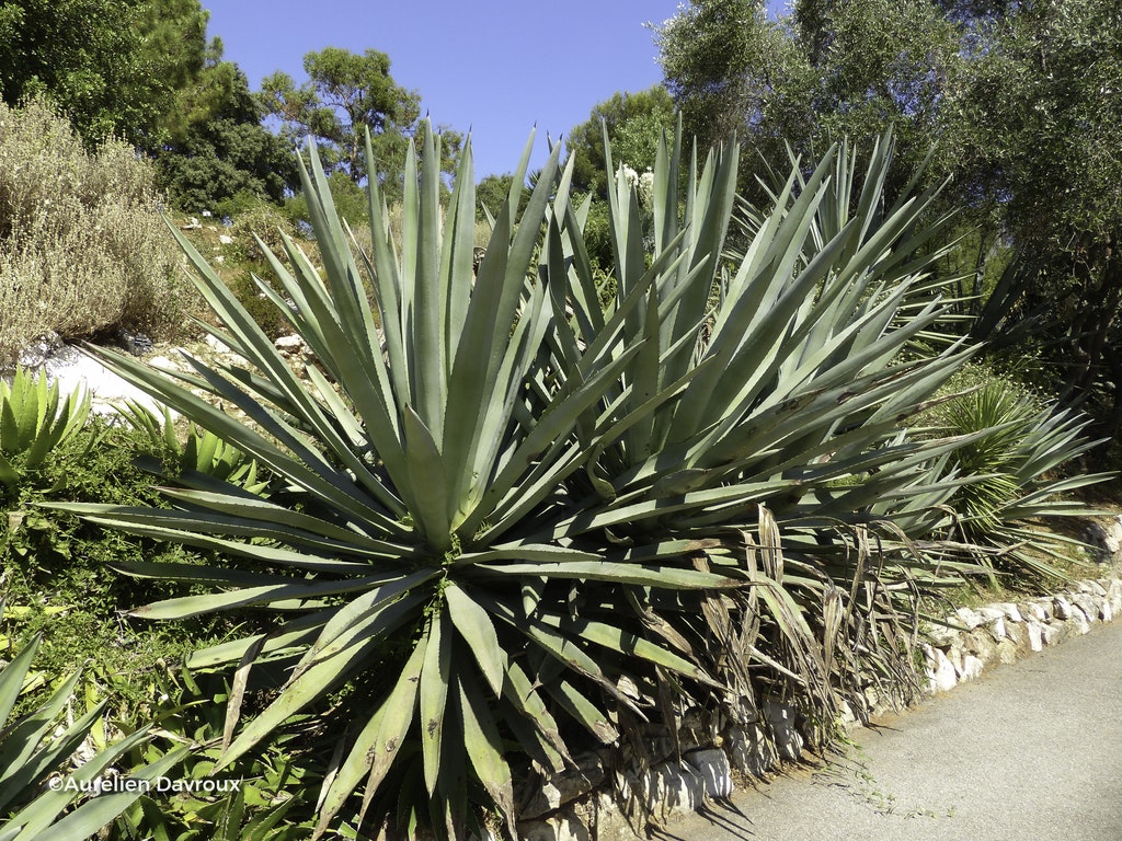 Image de Agave tequilana
