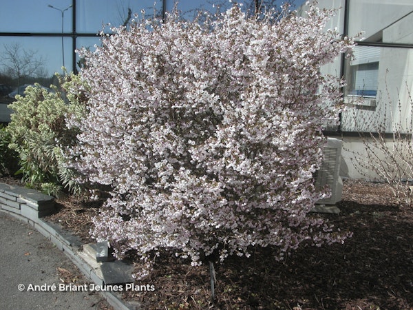 Photo Prunus incisa 'Kojo-no-mai'