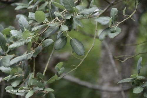 Photo Quercus suber